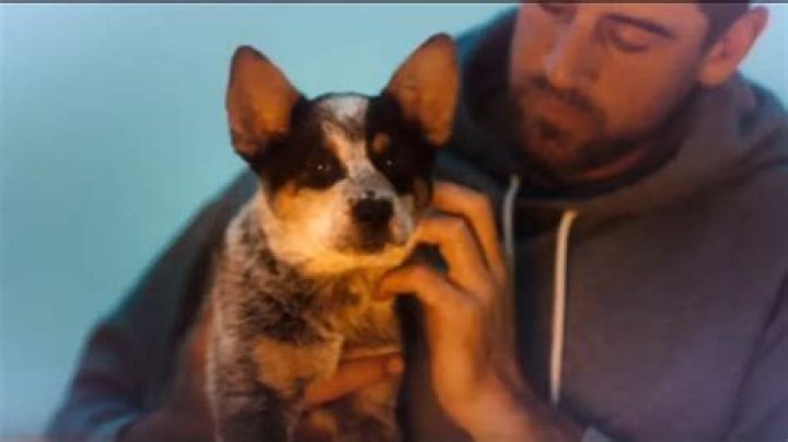 Aaron Rodgers Pets - Celebrity Pets