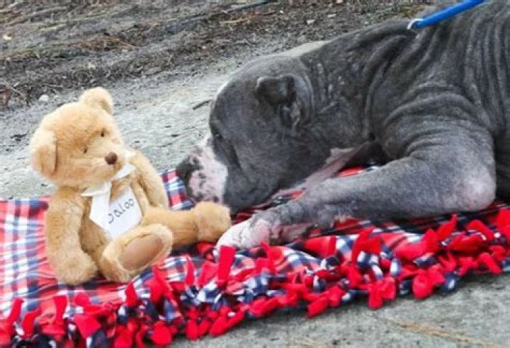 Baloo The Abandoned Dog’s Eyes Will Break Your Heart