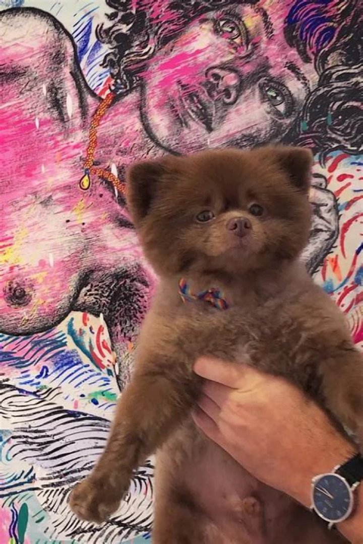 Bertram the Pomeranian Runs New York’s Art Scene