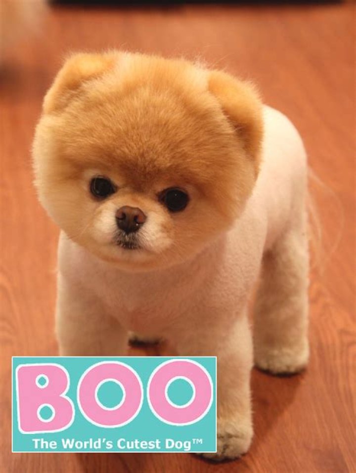 Boo the World’s Cutest Dog Makes $20,000 a Week
