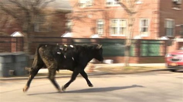 Bull escapes slaughterhouse, causes chaos in Brooklyn and hilarity on Twitter
