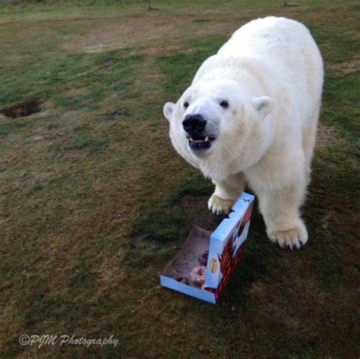Canadian man has movie star Polar Bear for a pet