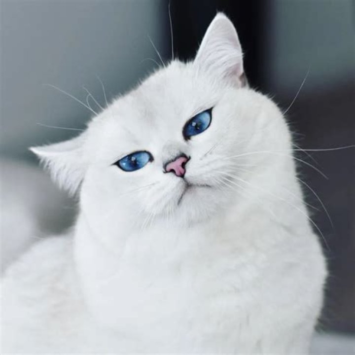 Coby the Cat with Piercing Blue Eyes, over 1 Million Followers, and Sponsorship Deals