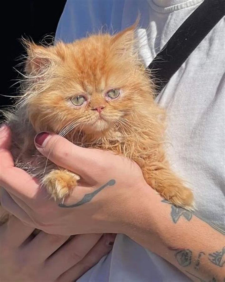 Davina Potratz Pets - Celebrity Pets