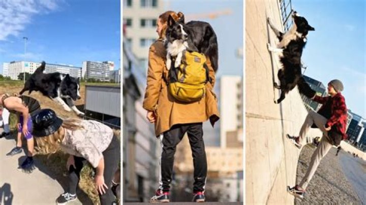 Forget Walks in the Park, Ninja the Parkour Dog Walks up Walls!
