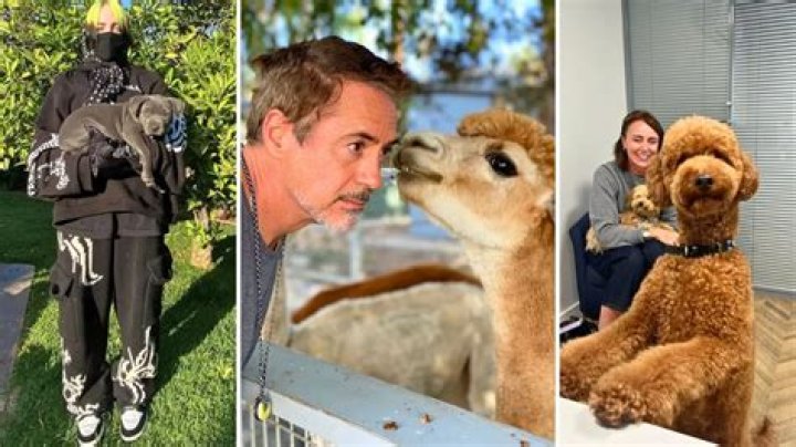 Golden Globe 2024 Winners: Meet Their Celebrity Pets!