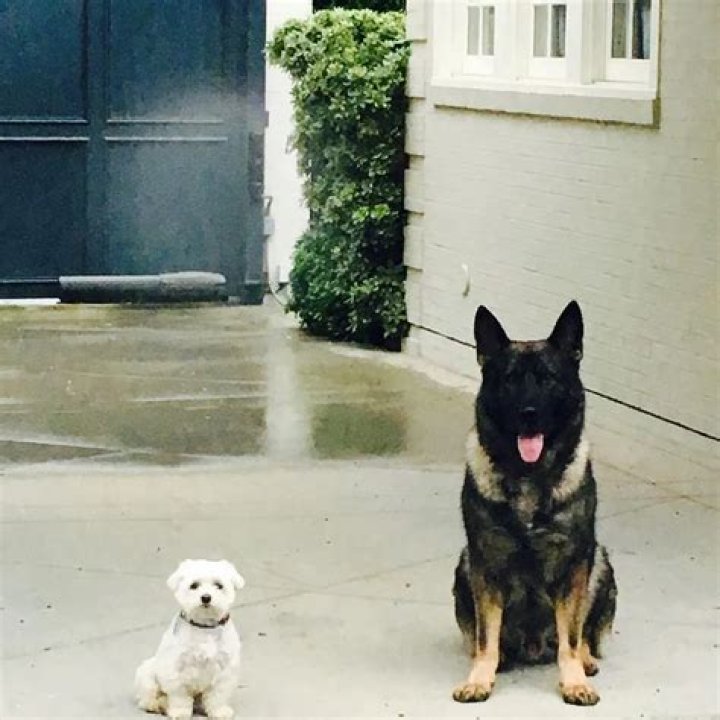 Gwyneth Paltrow Pets - Celebrity Pets