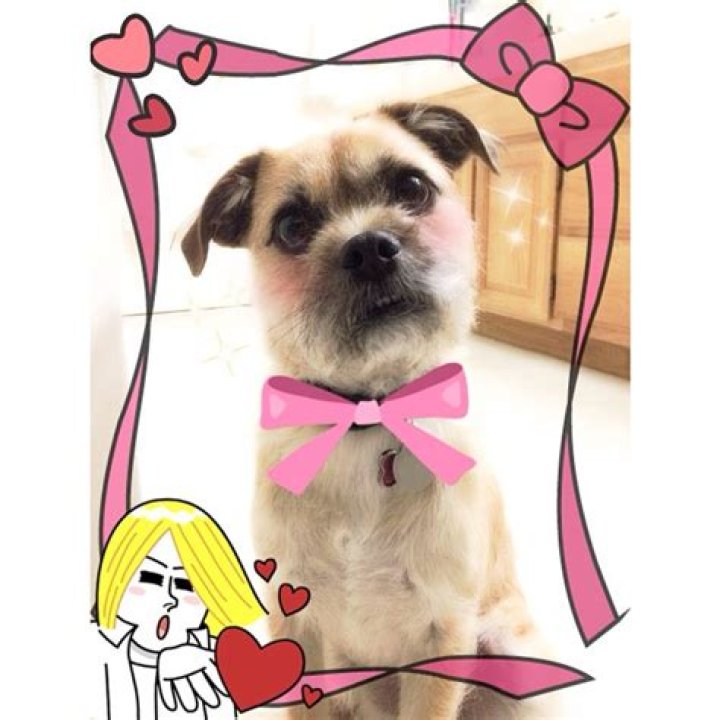 helloiamkate Pets - Celebrity Pets