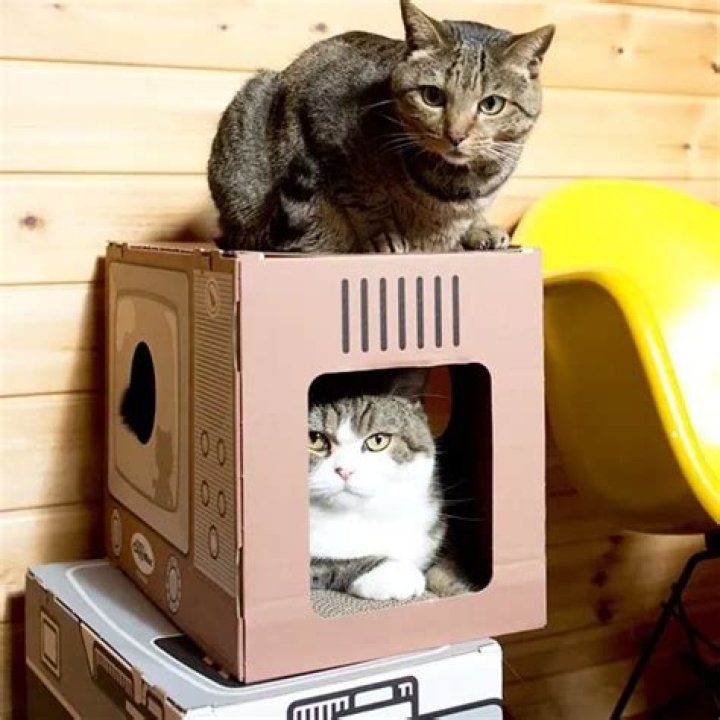 “If It Fits, I Sits”, Maru, the Cardboard Box King’s Mantra Could Teach us All Something