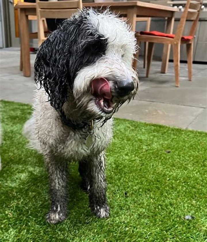 Jeff Bezos Pets - Celebrity Pets