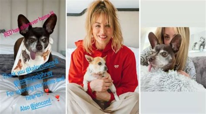 Kaley Cuoco and Tom Pelphrey Adopt Their 7th Rescue Dog With a Chihuahua Named Red