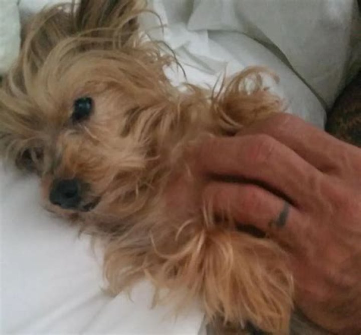 Kevin Nash Pets - Celebrity Pets