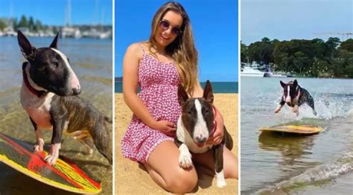 Mini Bull Rufus the Skimboarding Dog Is Cooler Than You
