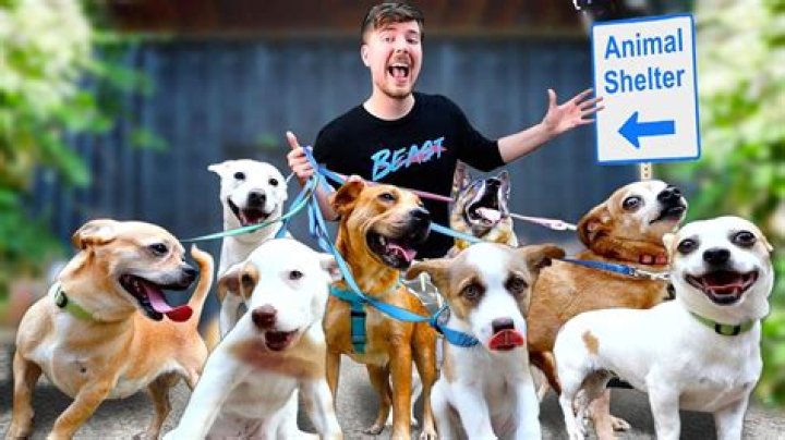 MrBeast Pets - Celebrity Pets