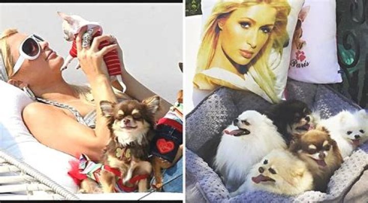 Paris Hilton’s Beloved Chihuahua, Harajuku Bitch, Has Passed Away at 23 Years Old