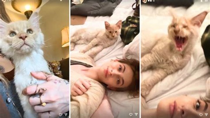 Paris Jackson Adds a Maine Coon Kitty to Her Fur Family