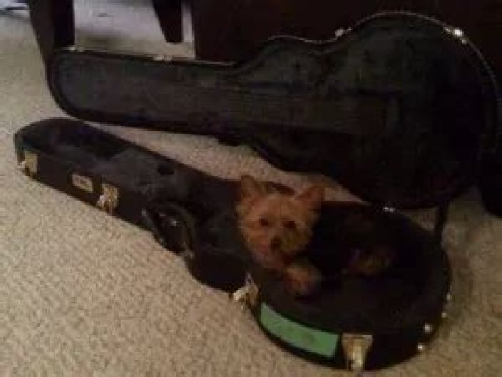 Ray Toro Pets - Celebrity Pets