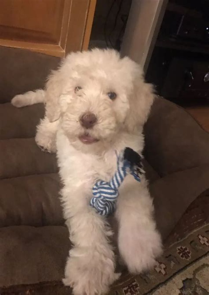 Skeppy Pets - Celebrity Pets