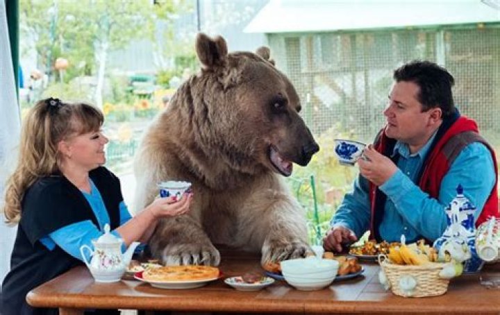 Stepan the House Bear: From Rescue to World-Famous Model