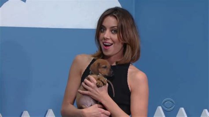 Stephen Colbert and Aubrey Plaza Tell Hilarious Lies to Get Puppies Adopted