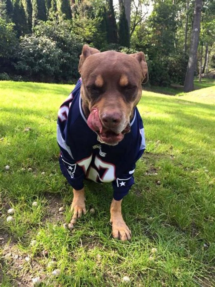 Tom Brady Pets - Celebrity Pets