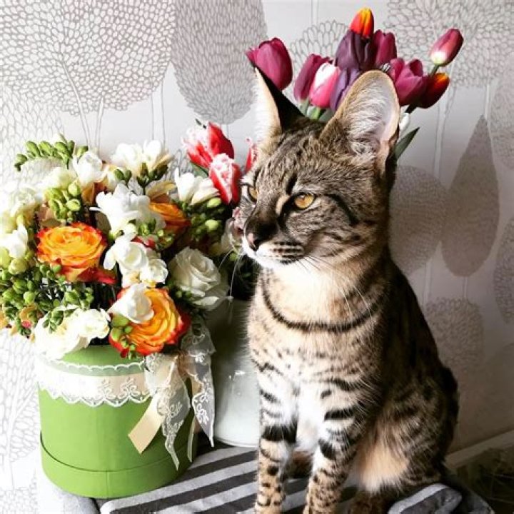 Top 10 Exotic House Cats of Instagram