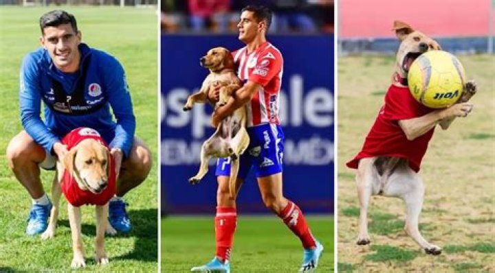 Tunita the Stray Dog Crashed a Soccer Game – So the Home Team Adopted Her as Their Mascot!