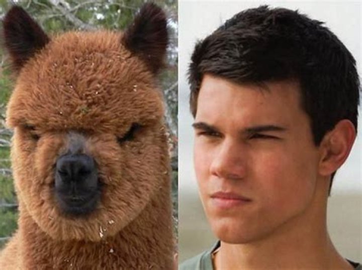 Tweets That Prove Taylor Lautner Really Does Resemble an Alpaca