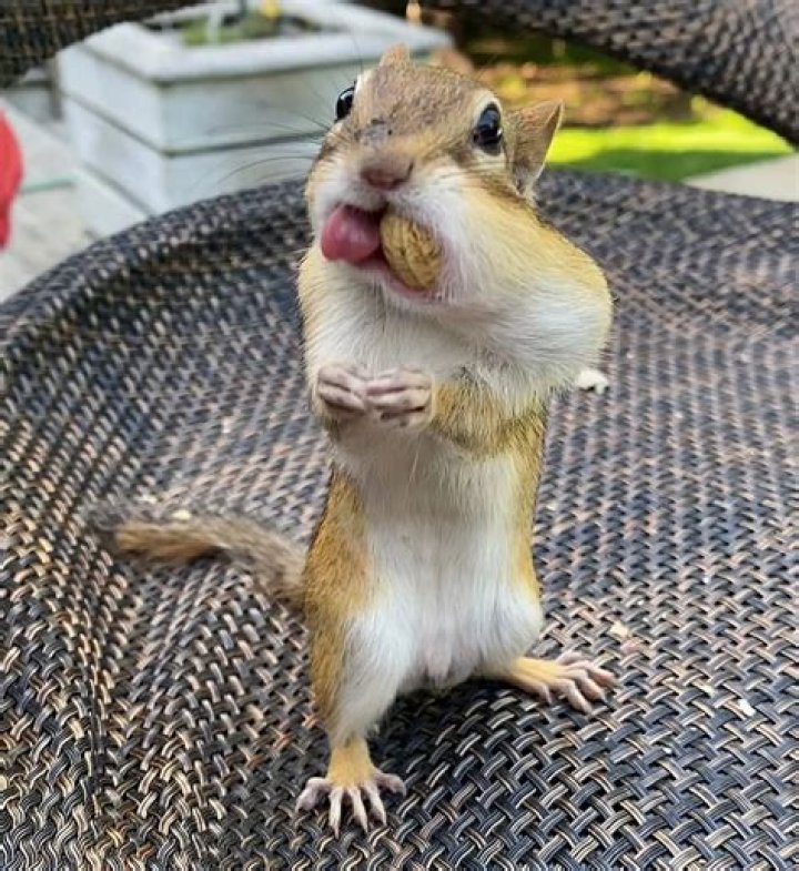 Van Gogh the Chipmunk and Mona Lisa Are Irresistibly Cute With Their Little Cheeks Packed with Peanuts