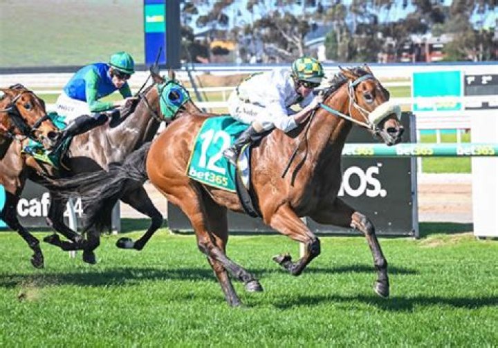 Vegas Showgirl Horse Death Cause And Accident, Win’x Mother Died